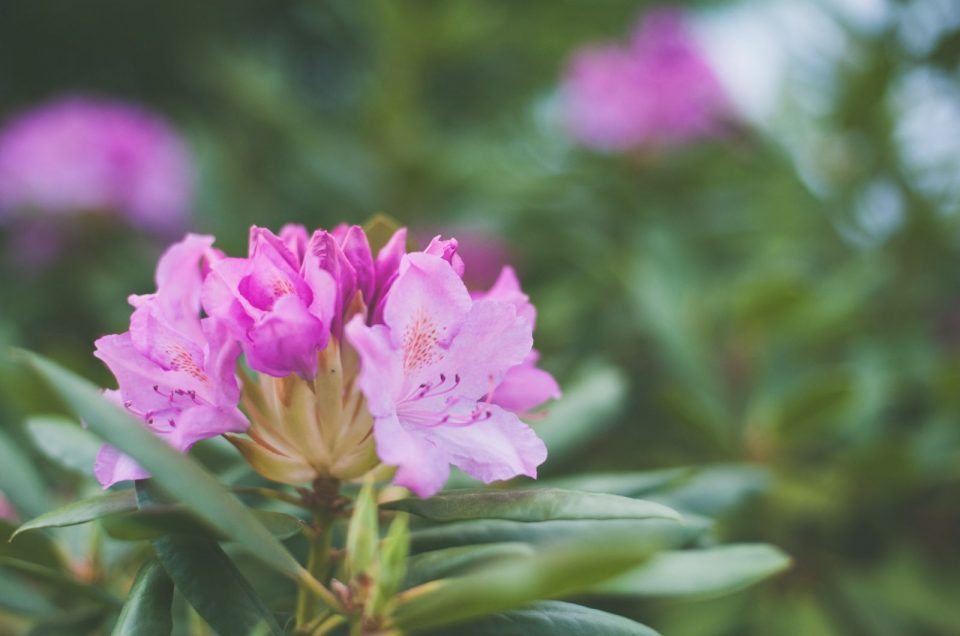 The Best Japanese Plant Meet The Lovely Azalea Japonica