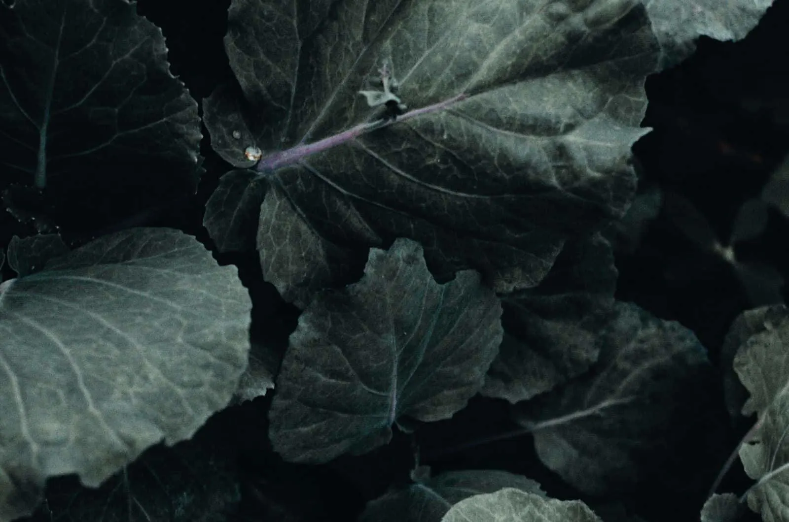 close shot of Kale