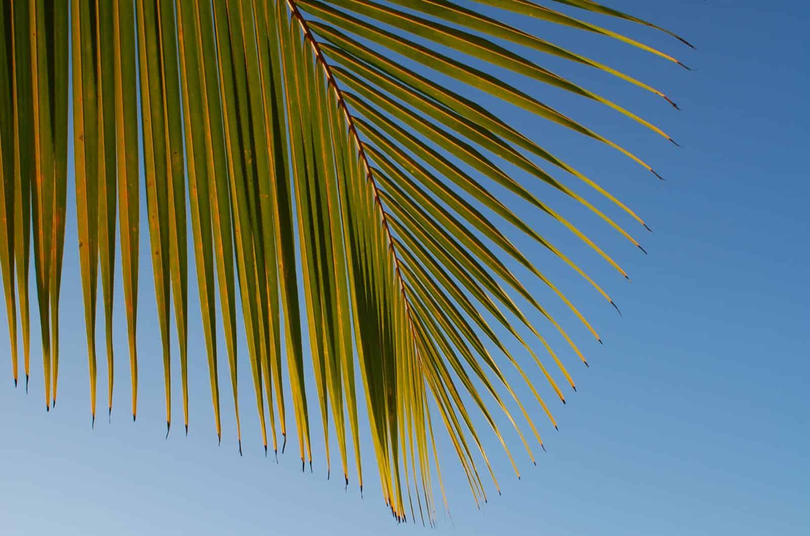 close shot of King Palm leaves