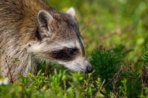 How To Deter Raccoons And Keep Them Away From The Yard