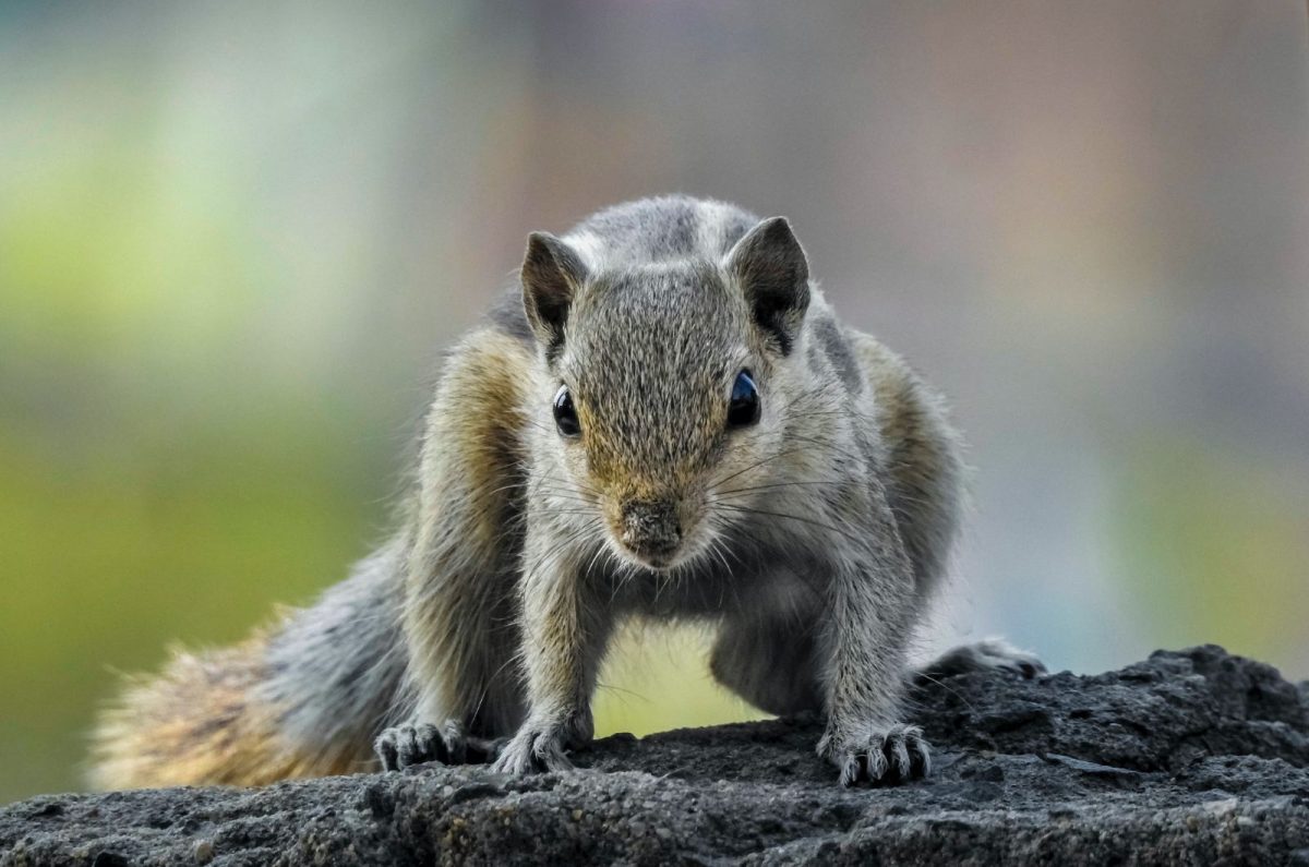 How To Deter Squirrels And Keep Them Away From Your Garden