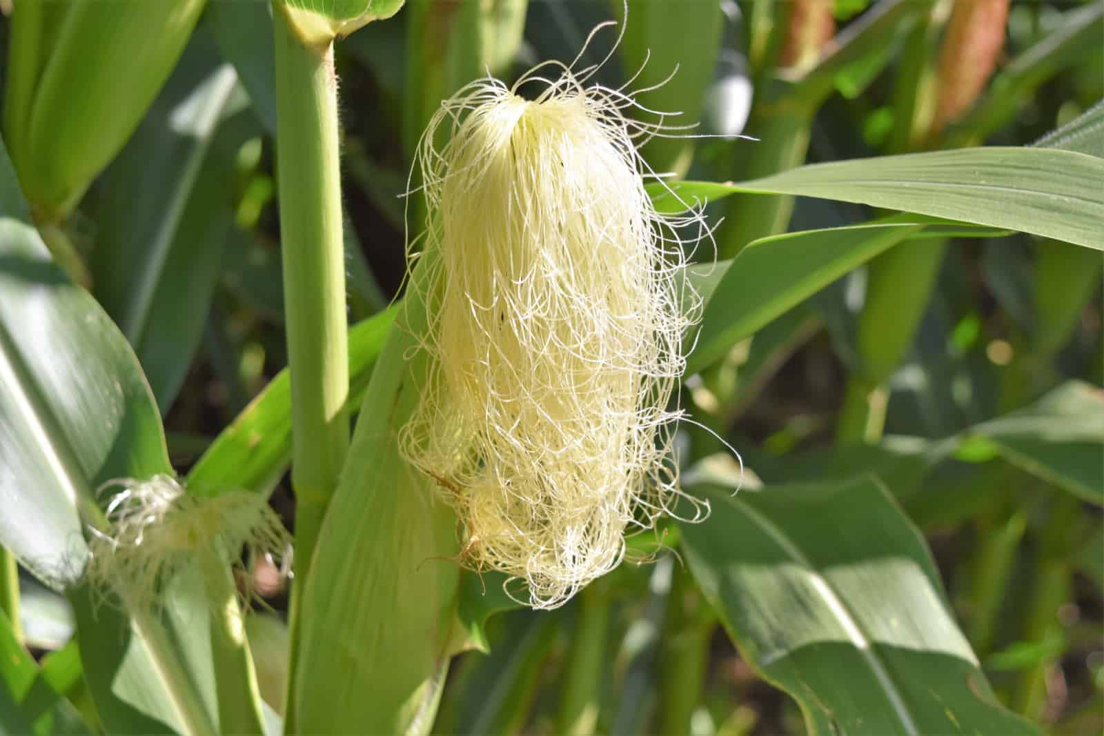 corn silk