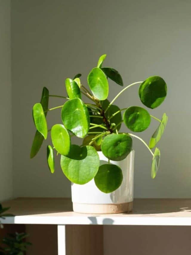 12 Common Pilea Peperomioides Problems