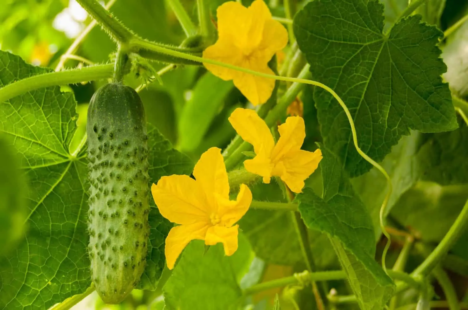 cucumber in a garden with flowers