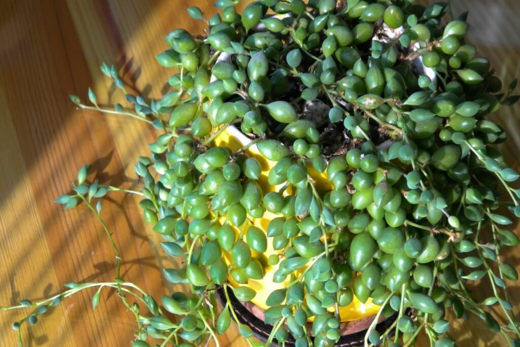 curio herreanus in a yellow pot on a wooden table