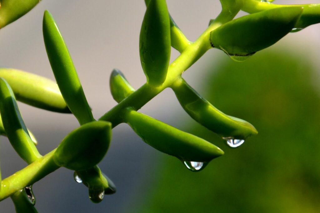 dew on string of banana succulent plants taking in bokeh