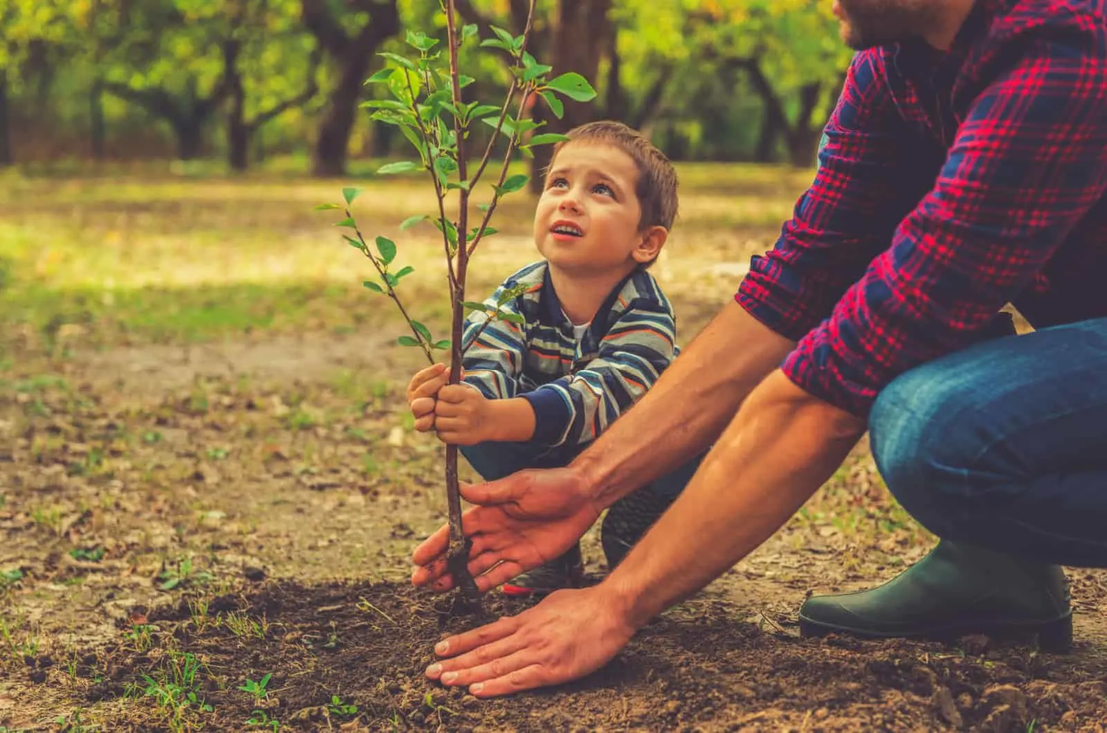 father and son planting a tree