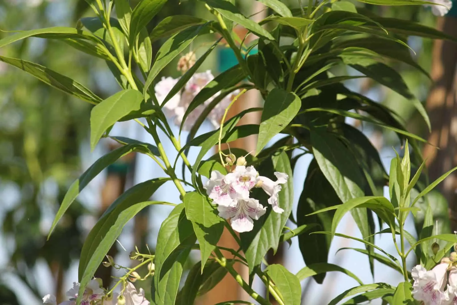 Chitalpa Tashkentensis Common Name