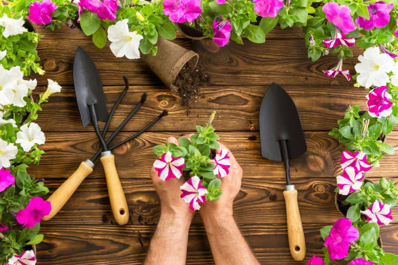 gardener holding a bunch of spring petunias on a wooden garden table