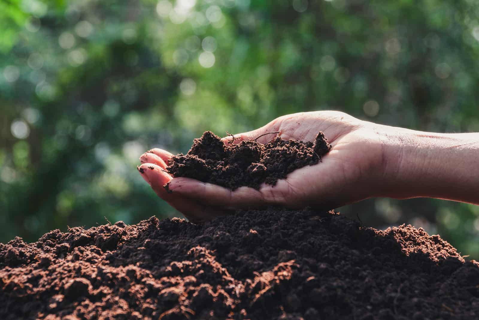 gardener holding soil in hand