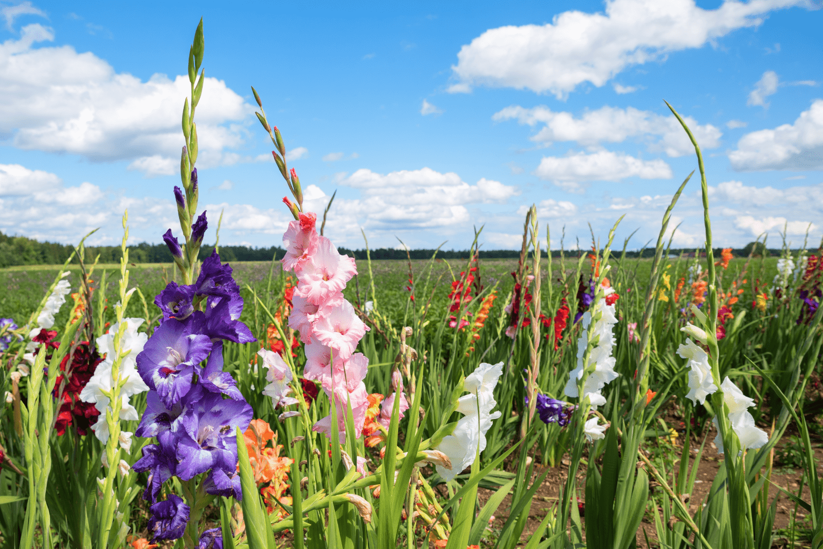 gladioli in the field