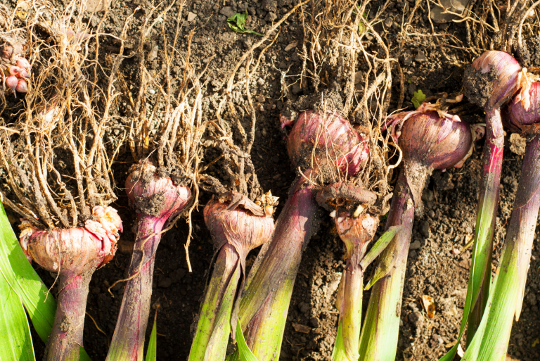 A Complete Guide Through The Gladiolus Growing Stages