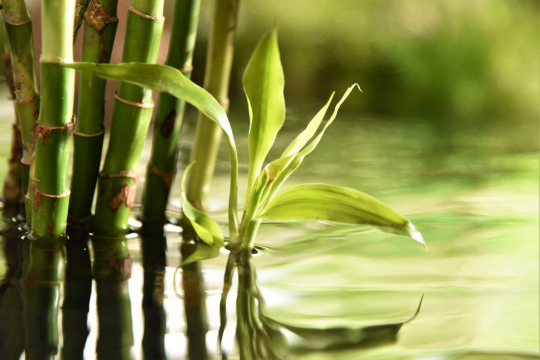 See The Best Tips And Tricks For Watering Bamboo Plants   Green Bamboo Stalks In Water 1080x721 