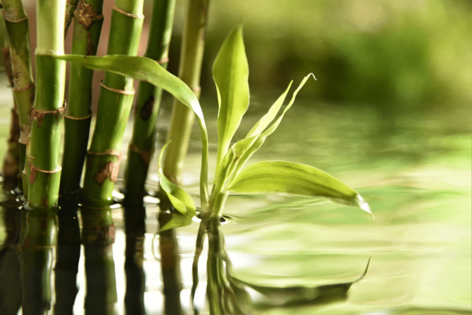 green bamboo stalks in water