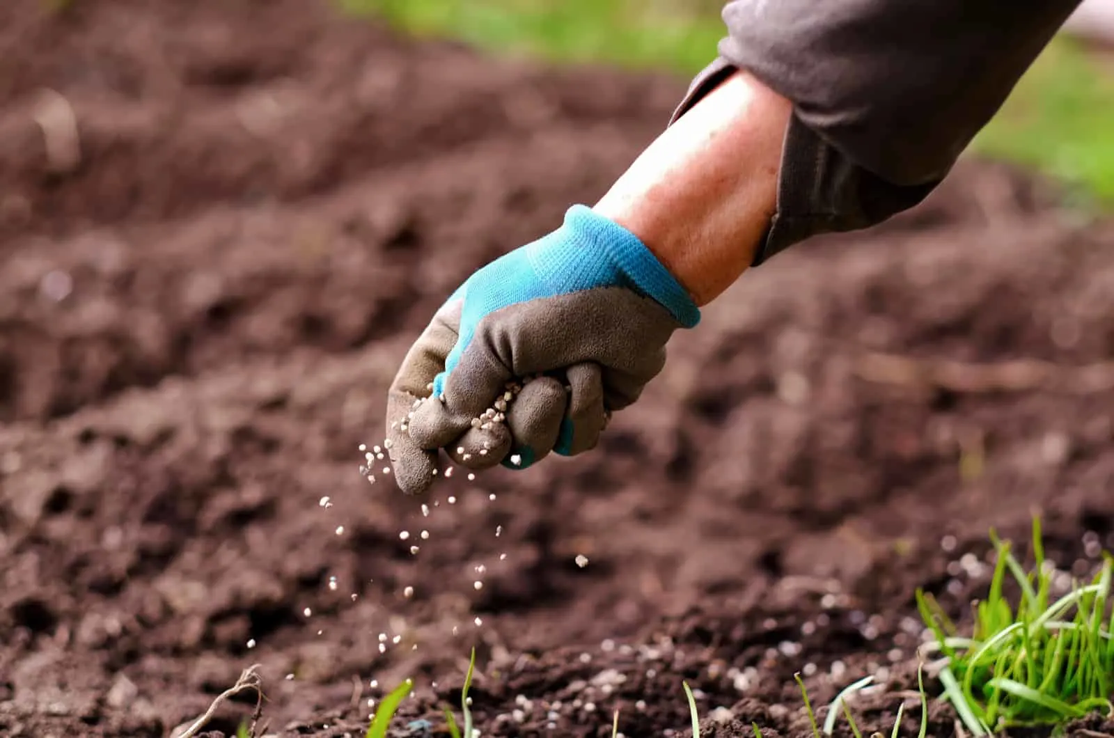 hand applying fertilizer on soil