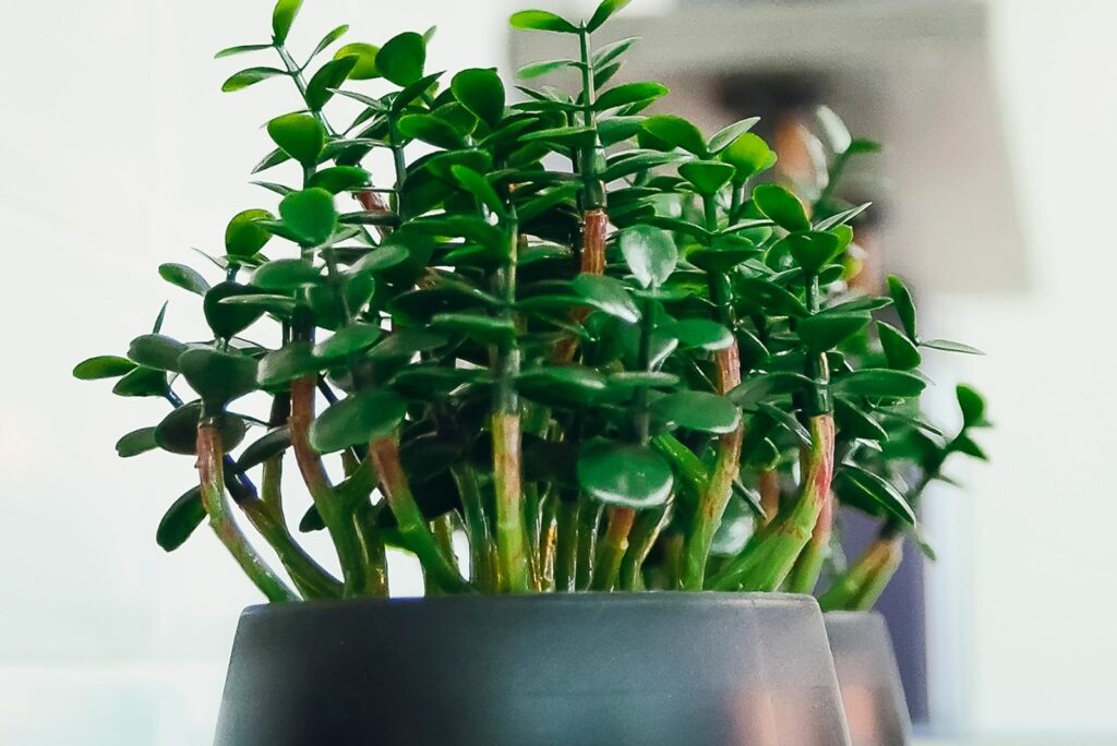 jade plant in a black pot