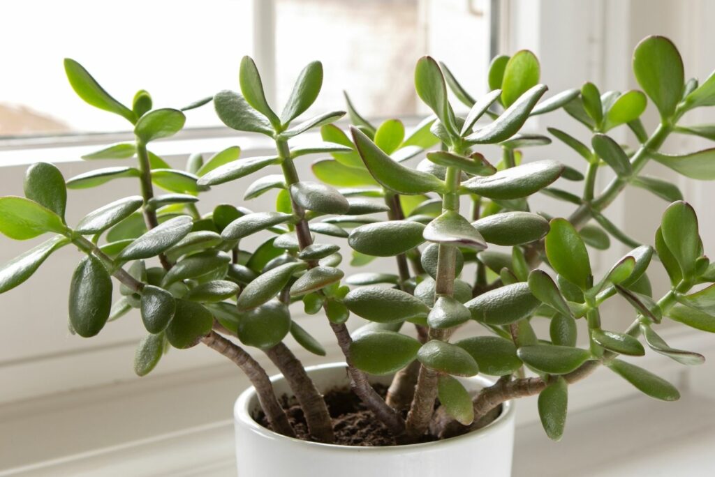 jade plant in a white pot by the window