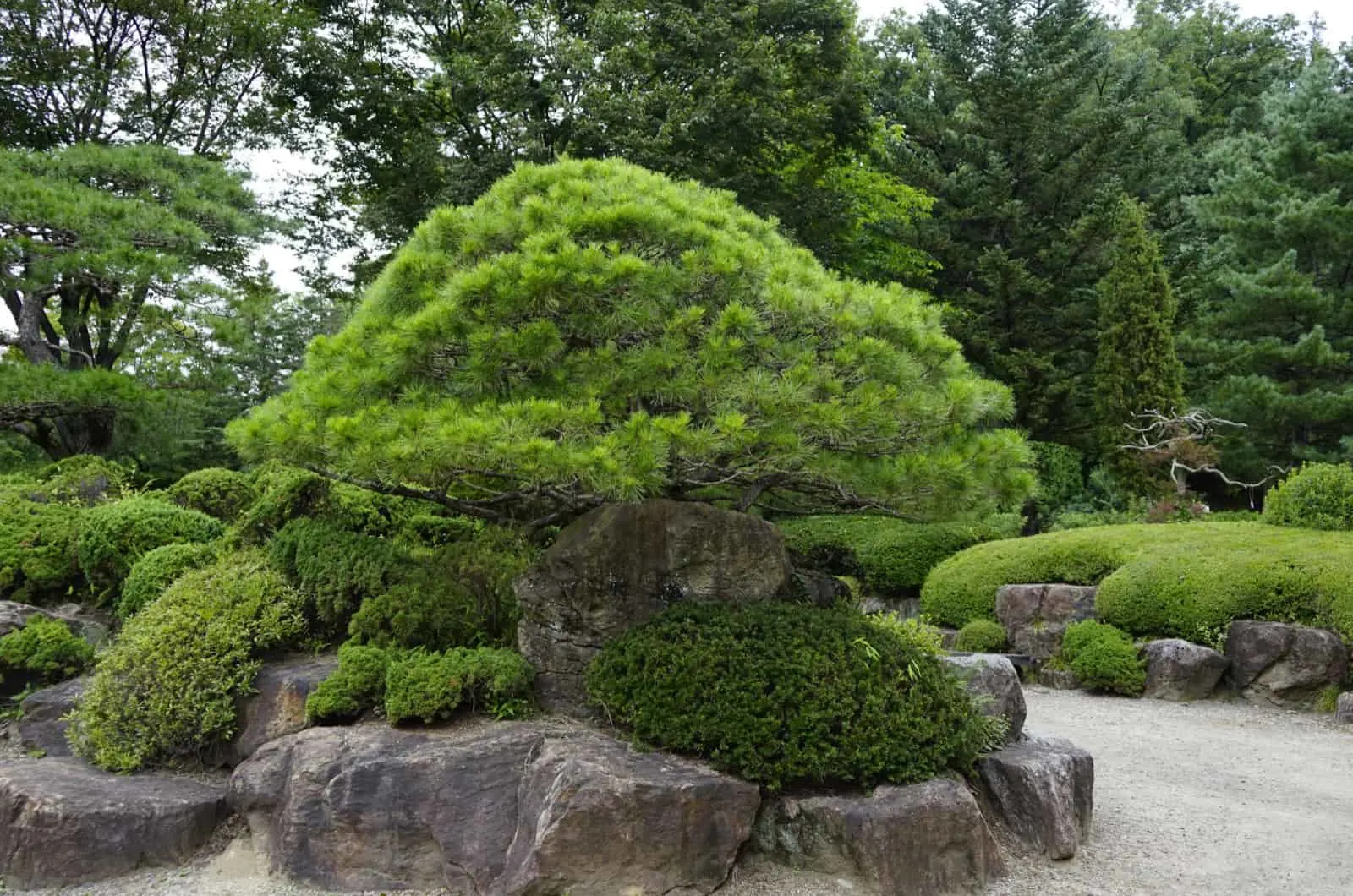 japanese umbrella pine