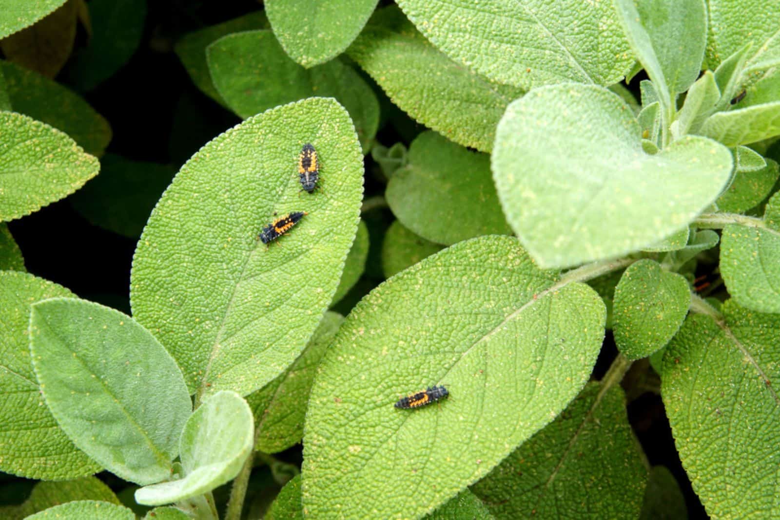 ladybugs on salvia leaves