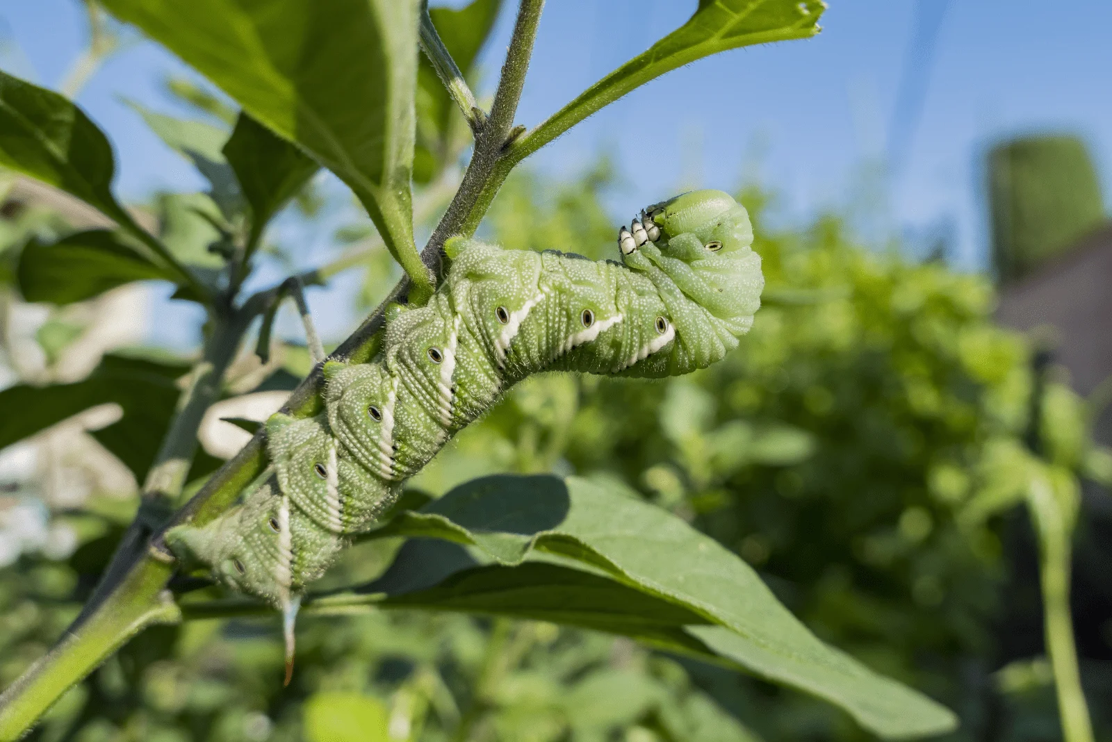 light green worm on the leaf