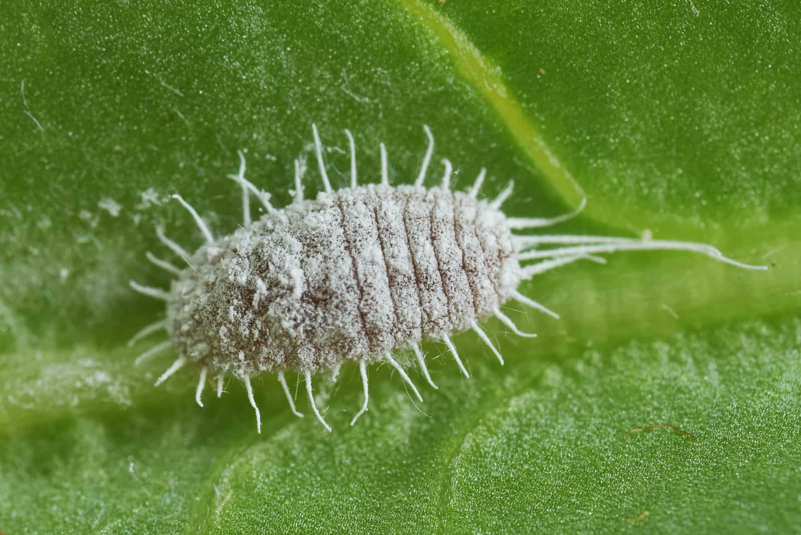 long-tailed mealybug on green leaf