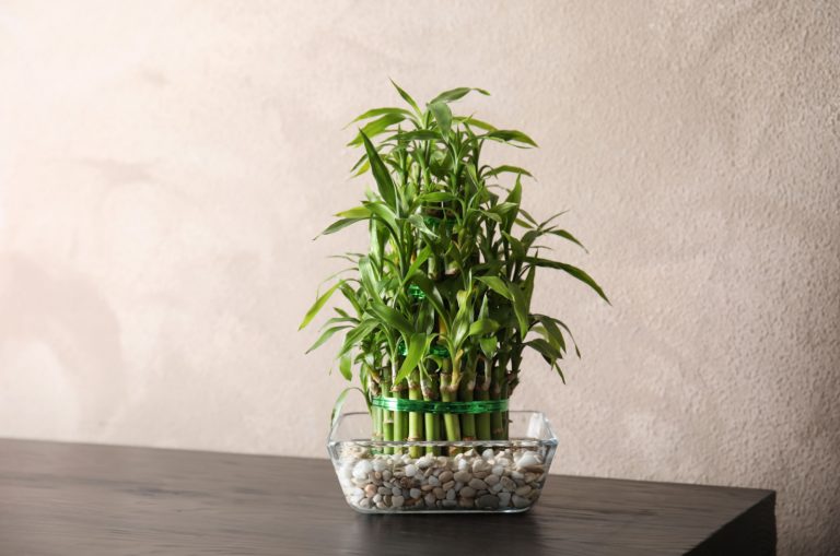 Lucky Bamboo Turning Yellow? 11 Reasons And Solutions