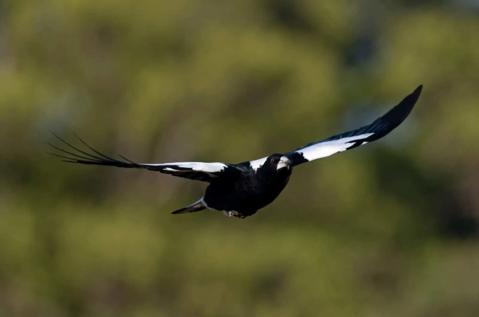 magpie flying