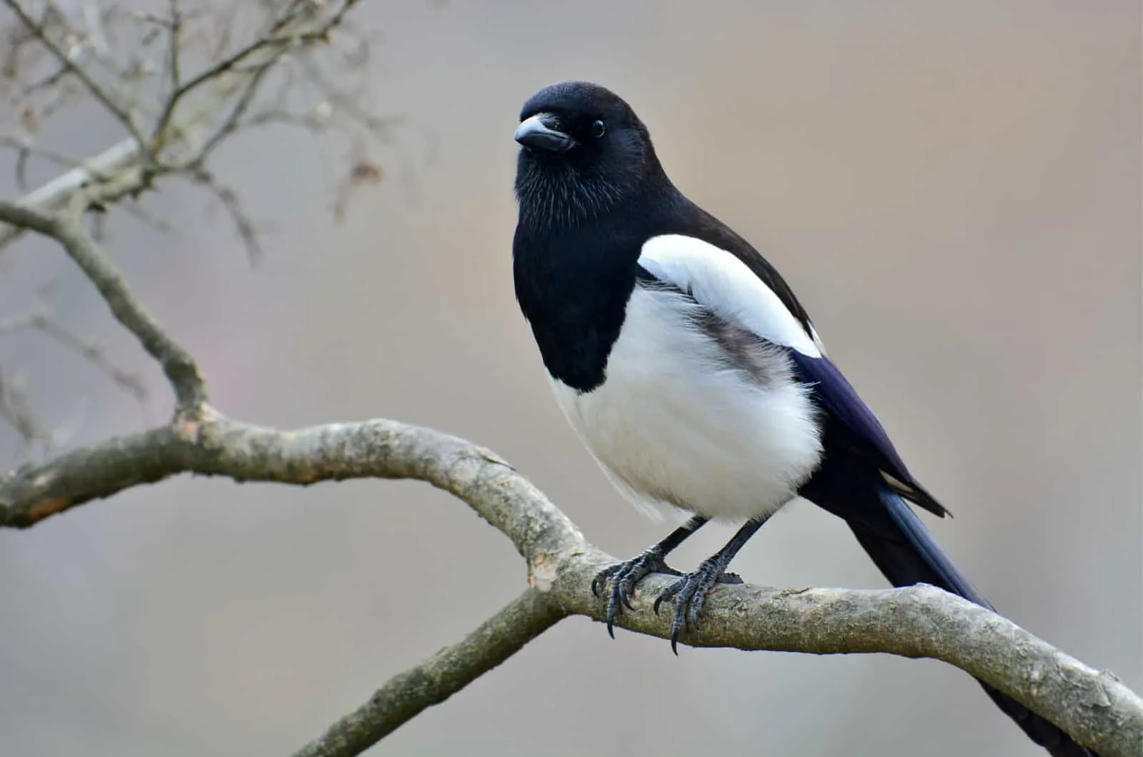 magpie on a branch