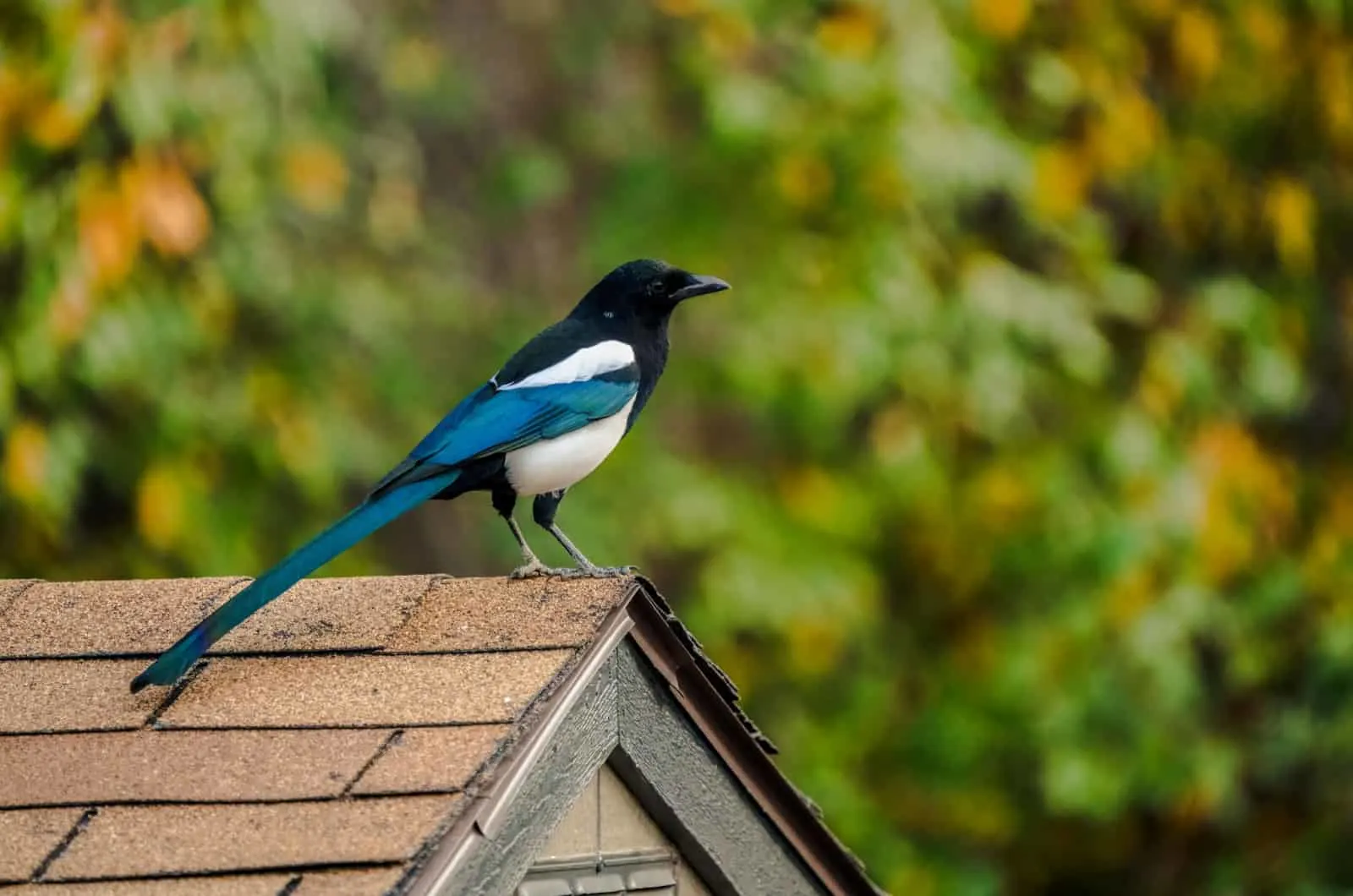 magpie on a roof