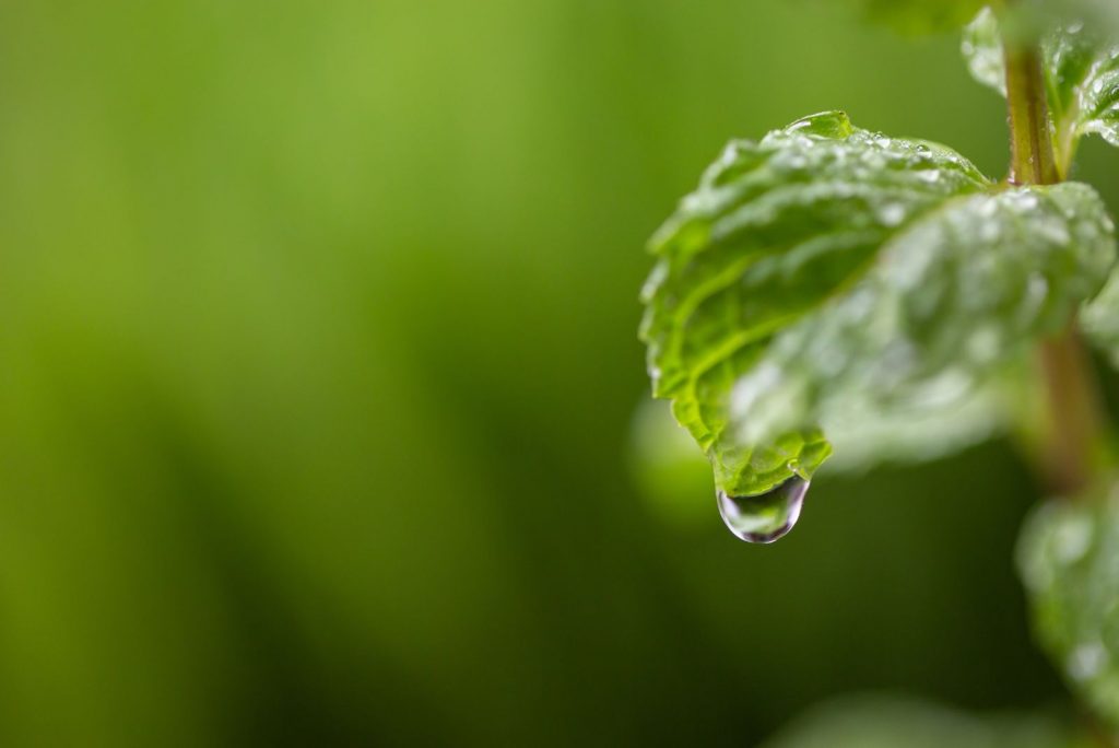 Everything You Need To Know About Watering Mint