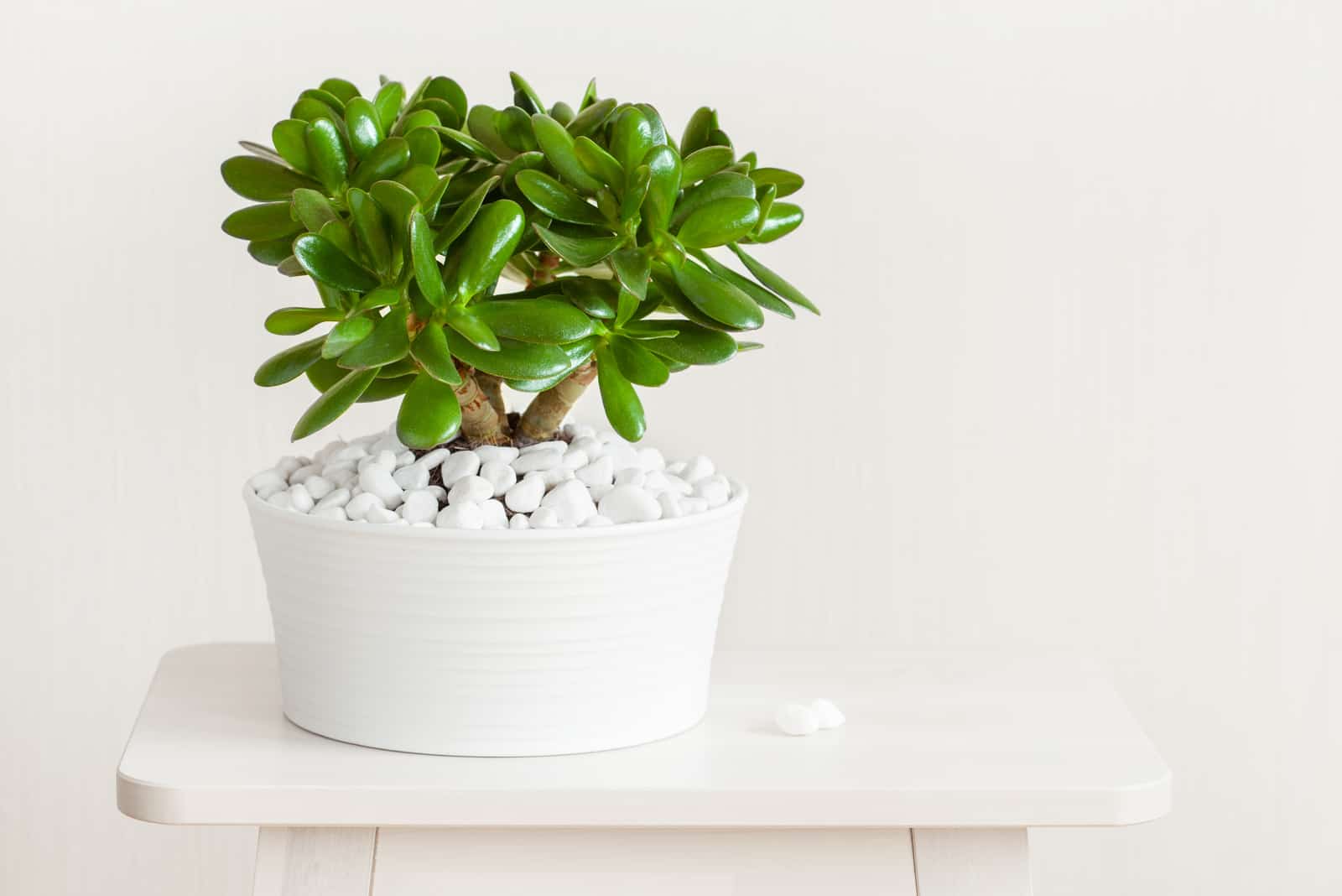 money plant in white pot
