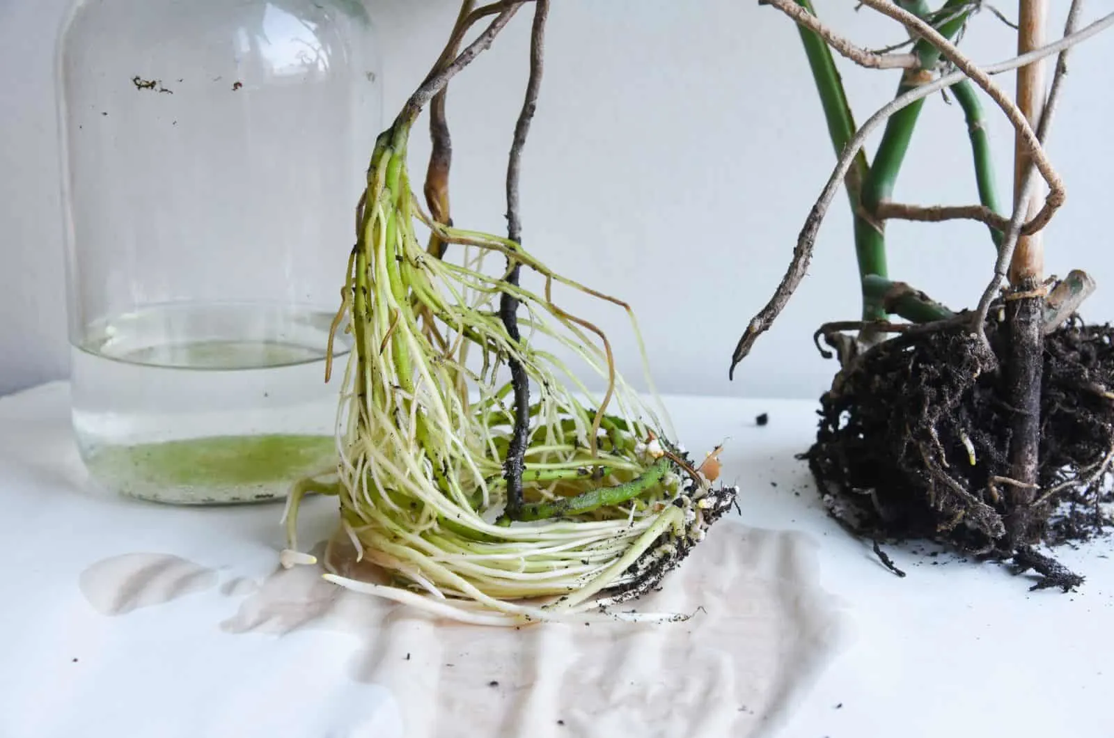 monstera plant roots out of pot