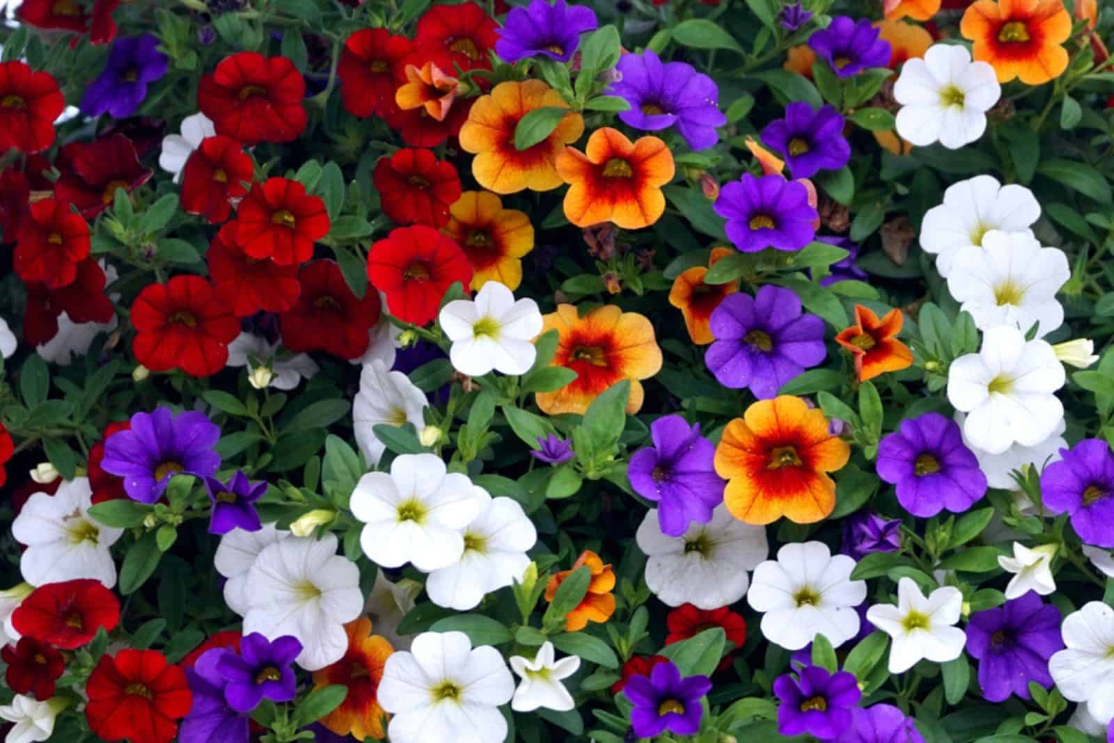 multicolor calibrachoa flowers