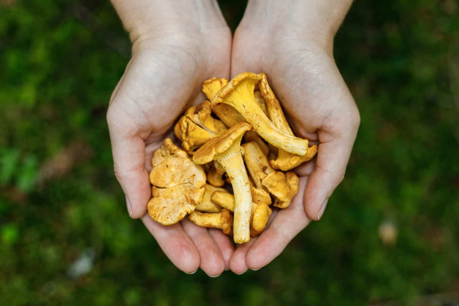 orange mushrooms in hand