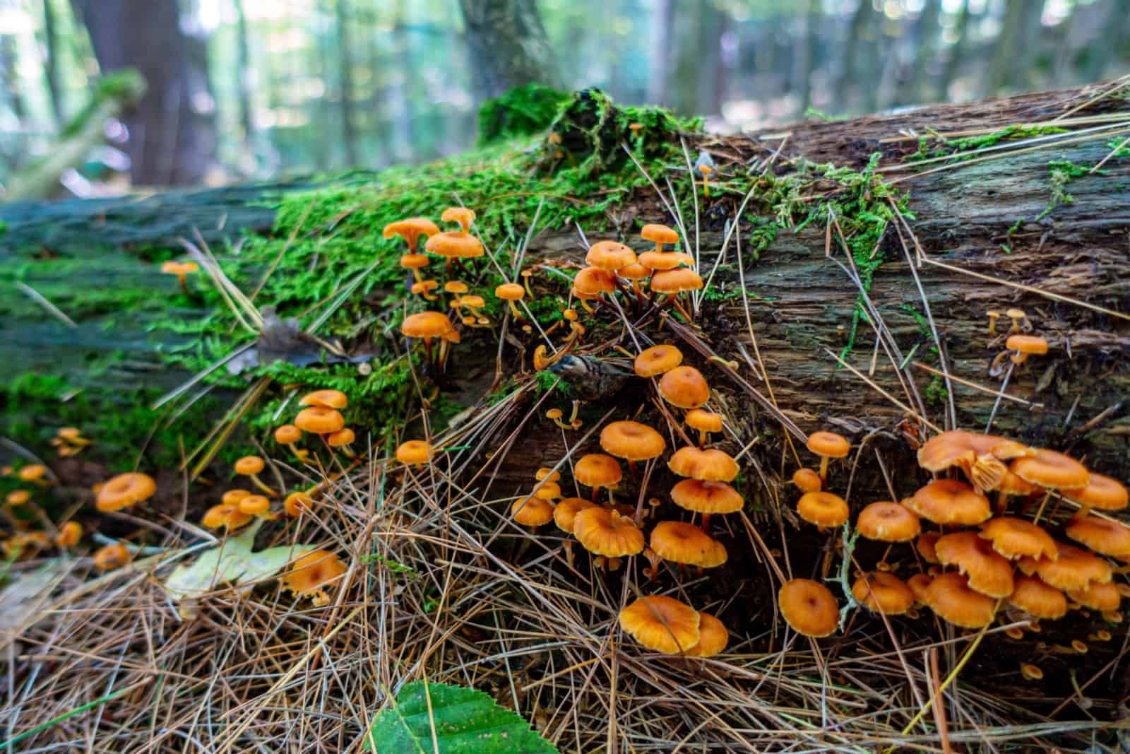 orange mushrooms on a log