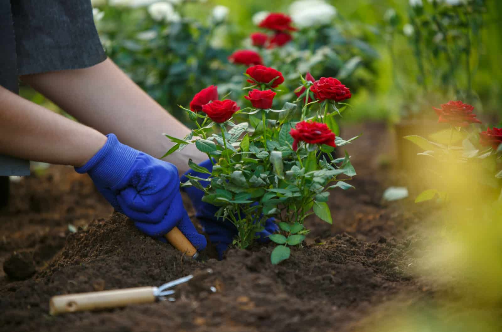 person planting a rose bush