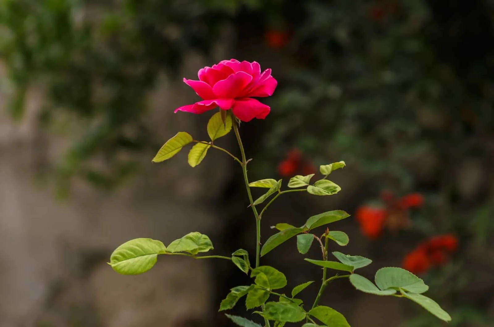 photo of a rose