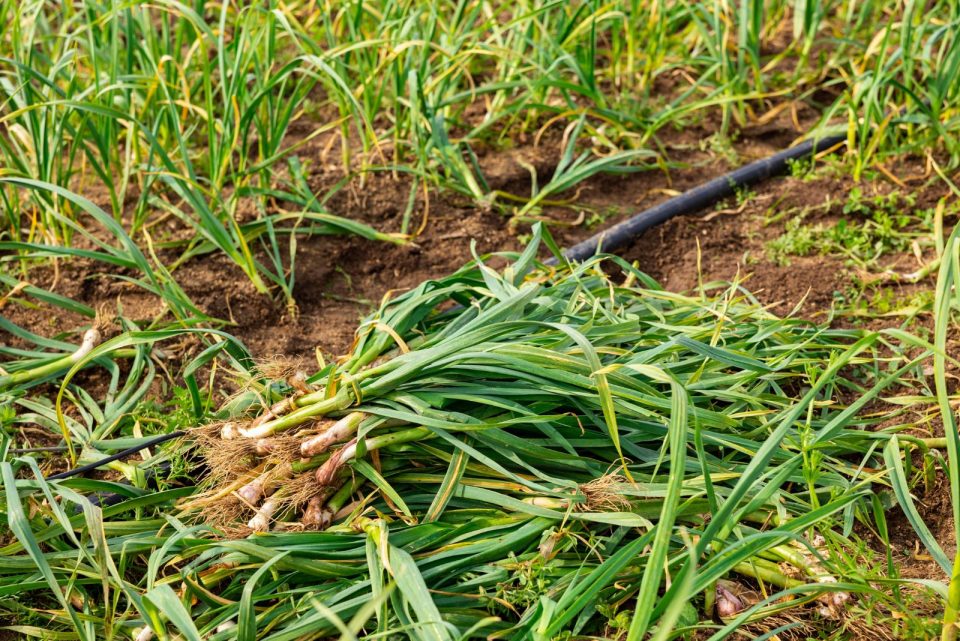 When To Harvest Garlic Scapes + 5 Tips For Using Them
