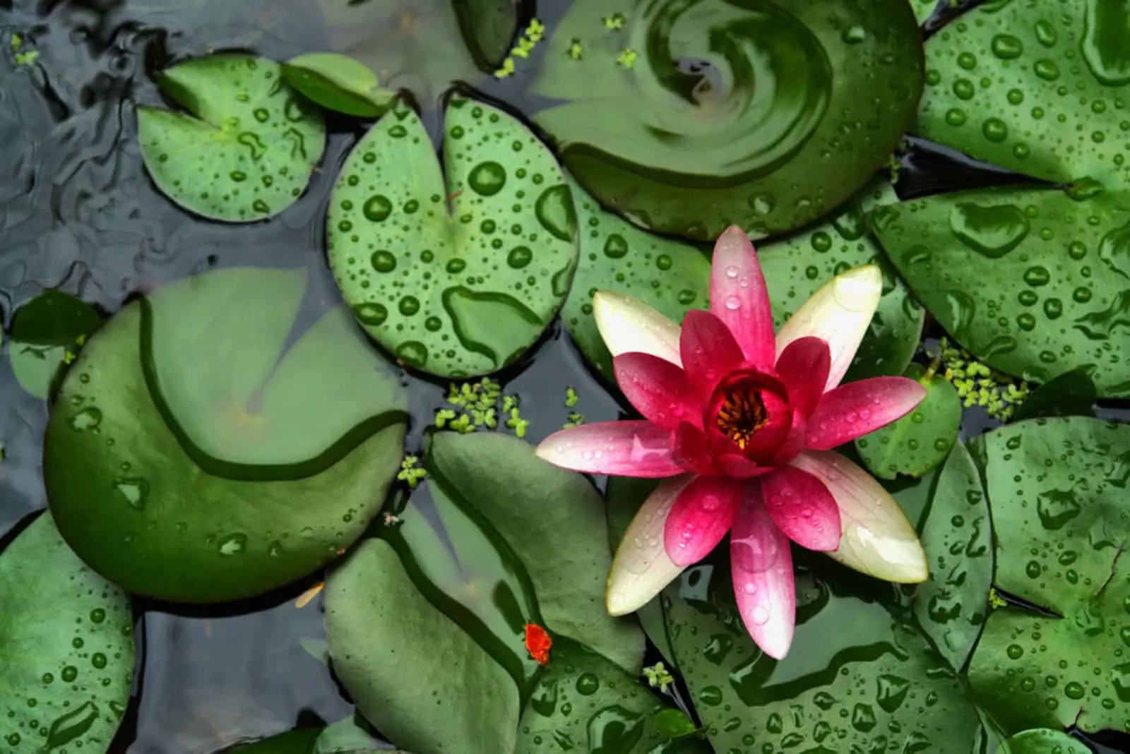 pond scenery with water lilly