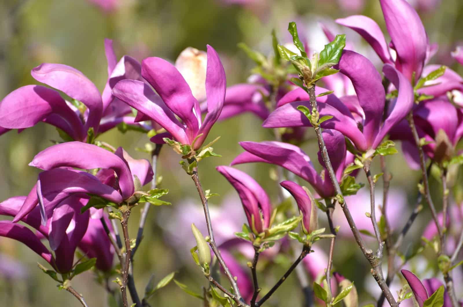 purple lily magnolia