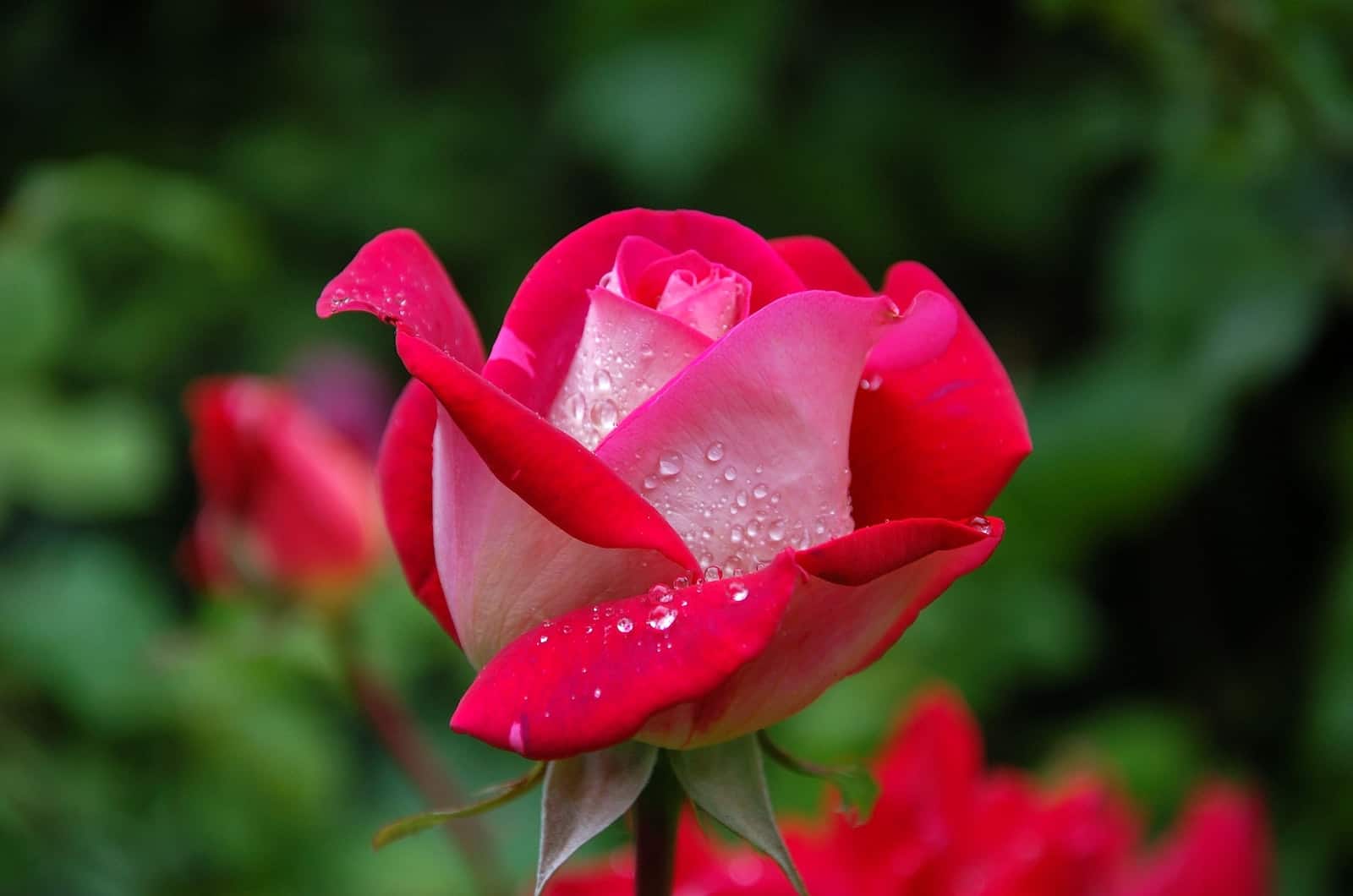 red and pink rose