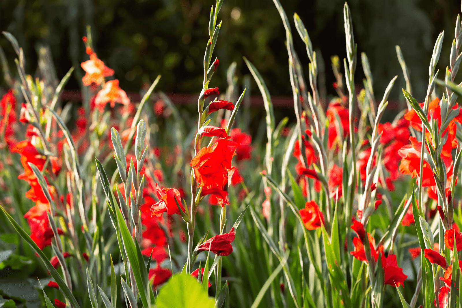 red gladioli in the field