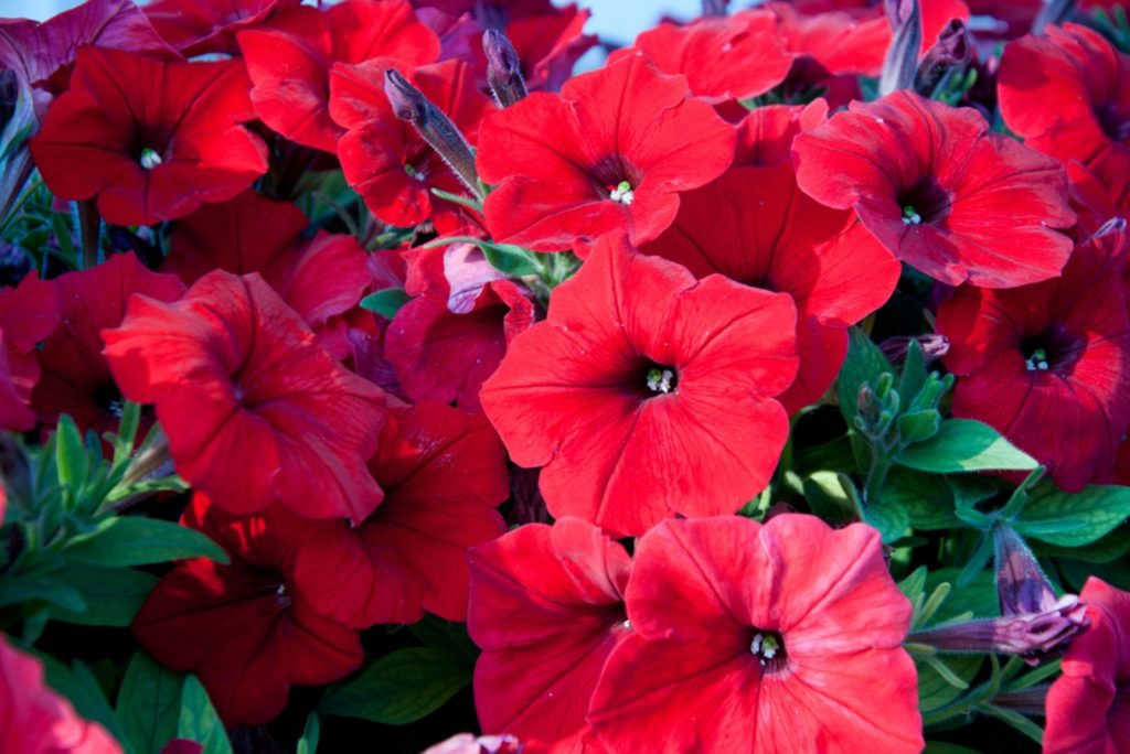 Petunia Meaning: What Makes Petunias So Special