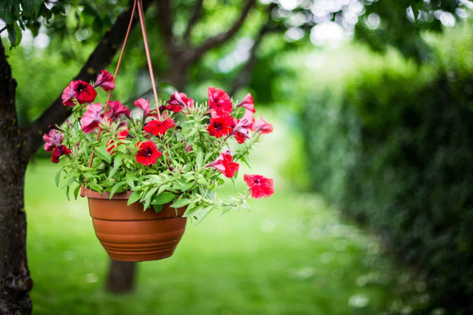 red petunia in hanging pot