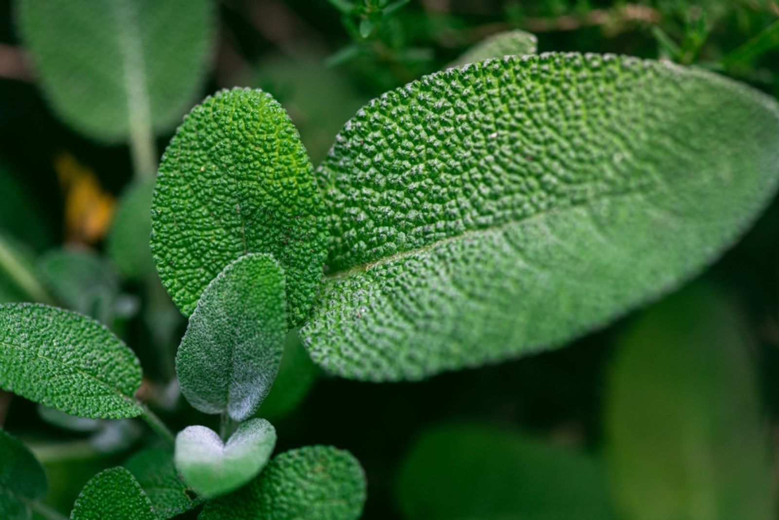 salvia leaves