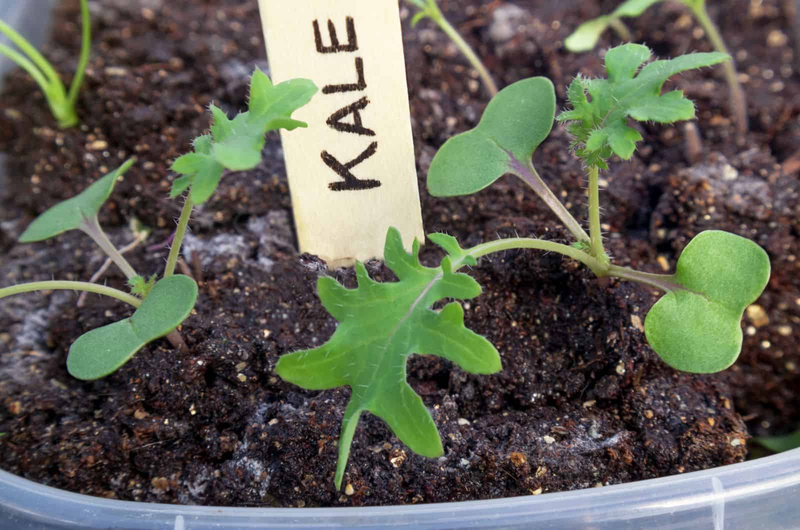 small Kale growing