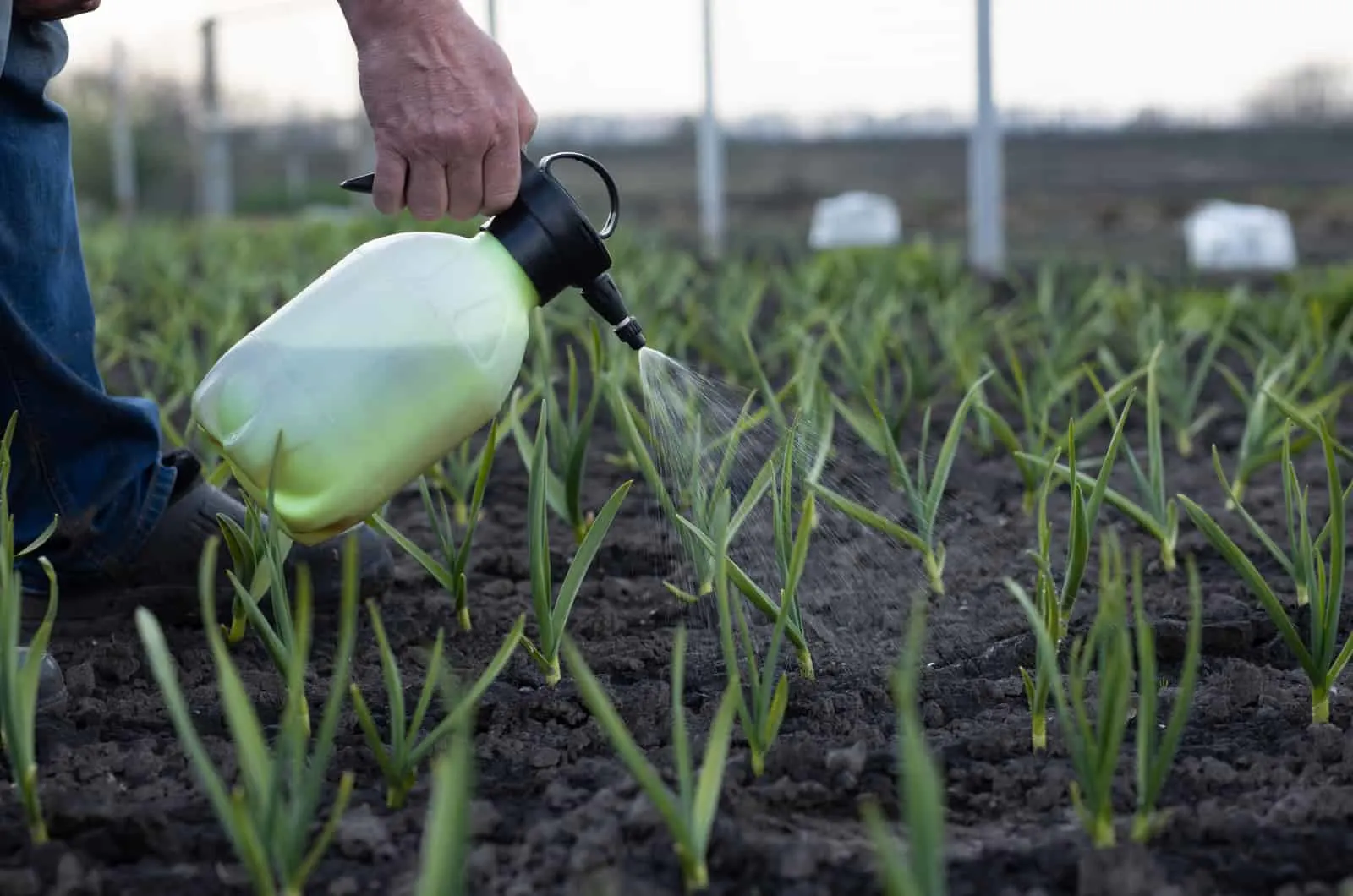 spraying plant food on onions