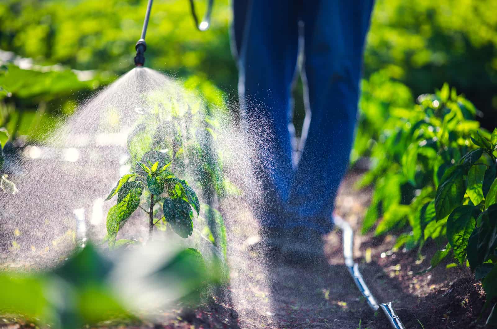 spraying plant food