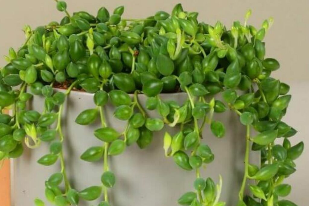 string in a gray pot