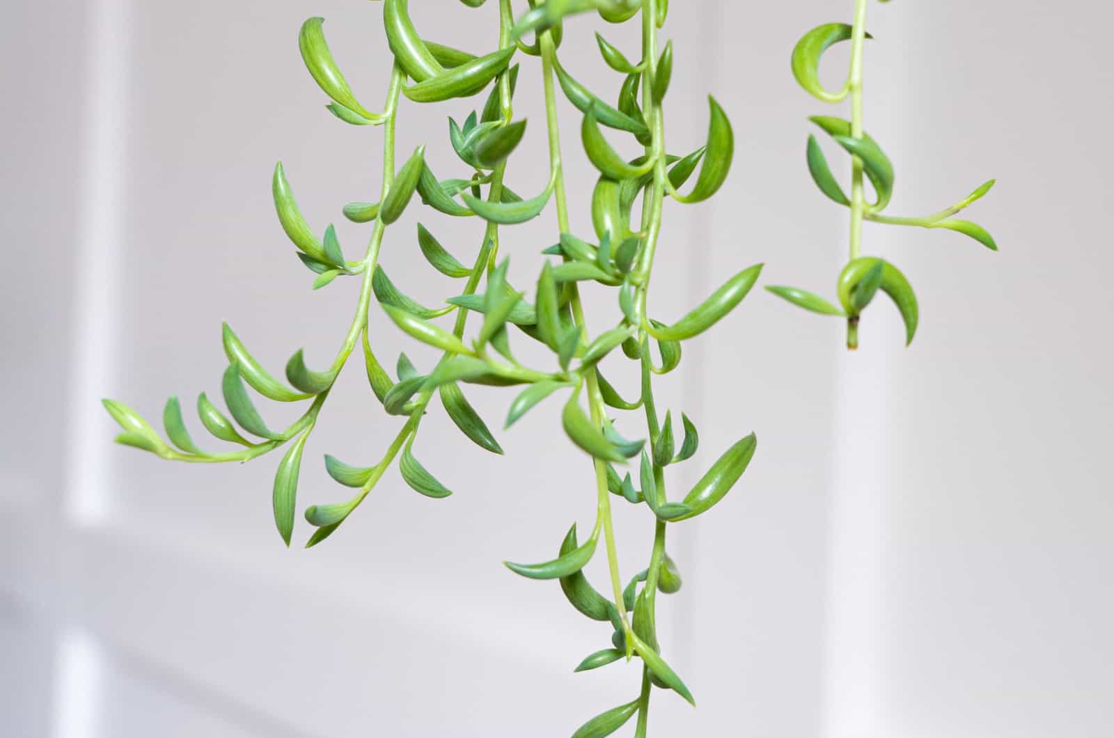 string of bananas hanging succulent plant